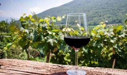 Włoskie wina – smaki, które pokochasz